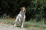 PARSON RUSSEL TERRIER 092